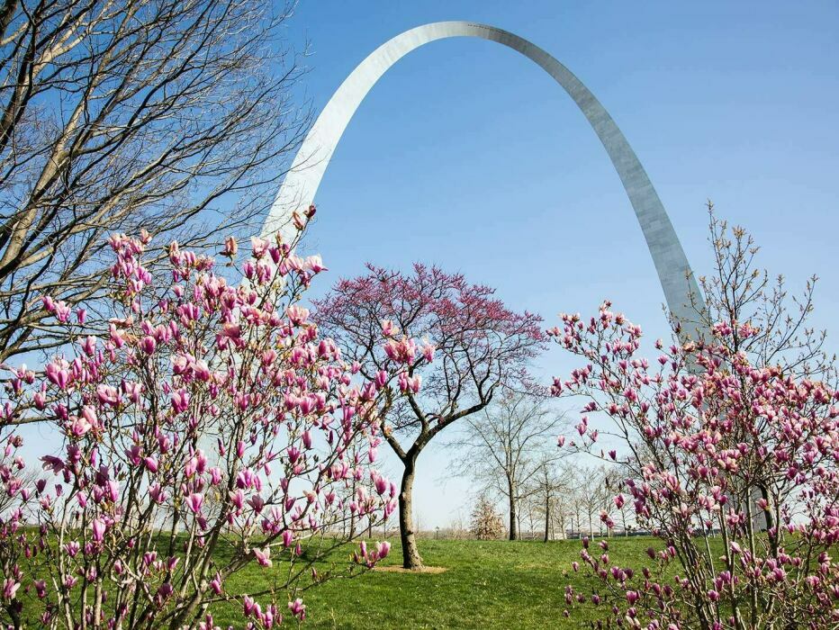 The Gateway Arch with blossoming trees