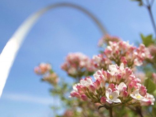 Spring at Gateway Arch National Park 