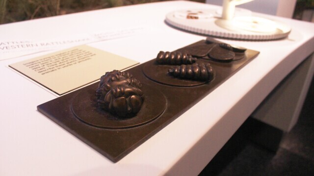 Tactile Model - Rattlesnake