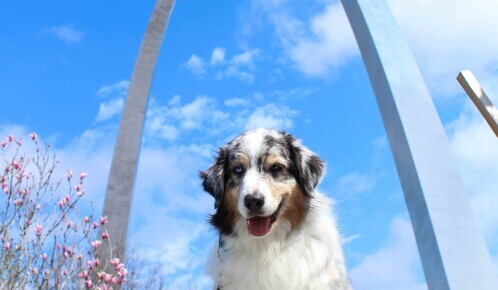 Dog Blitz