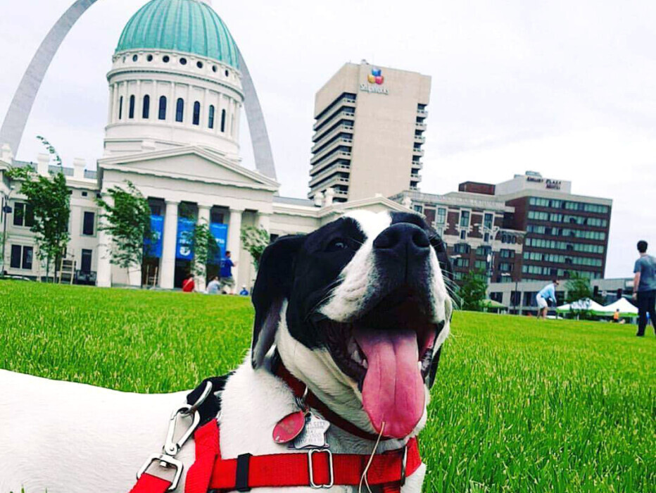 Dog rests outside the Courthouse