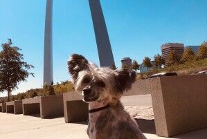 Dog Atticus