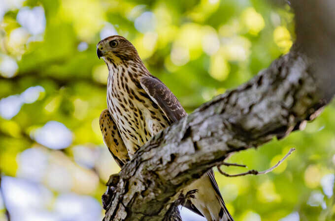 Falcon